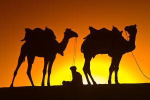 Camellos en la sombra