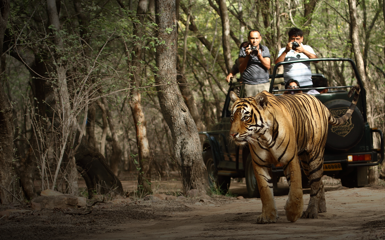Tigres de India en Ranthambore