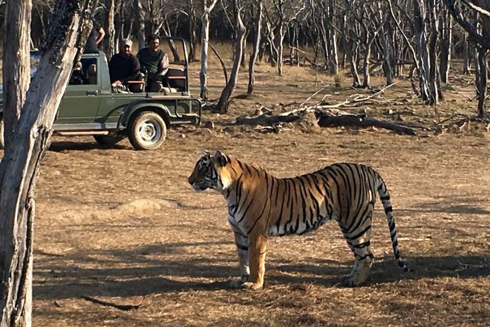 Safari con Tigres India de Lujo